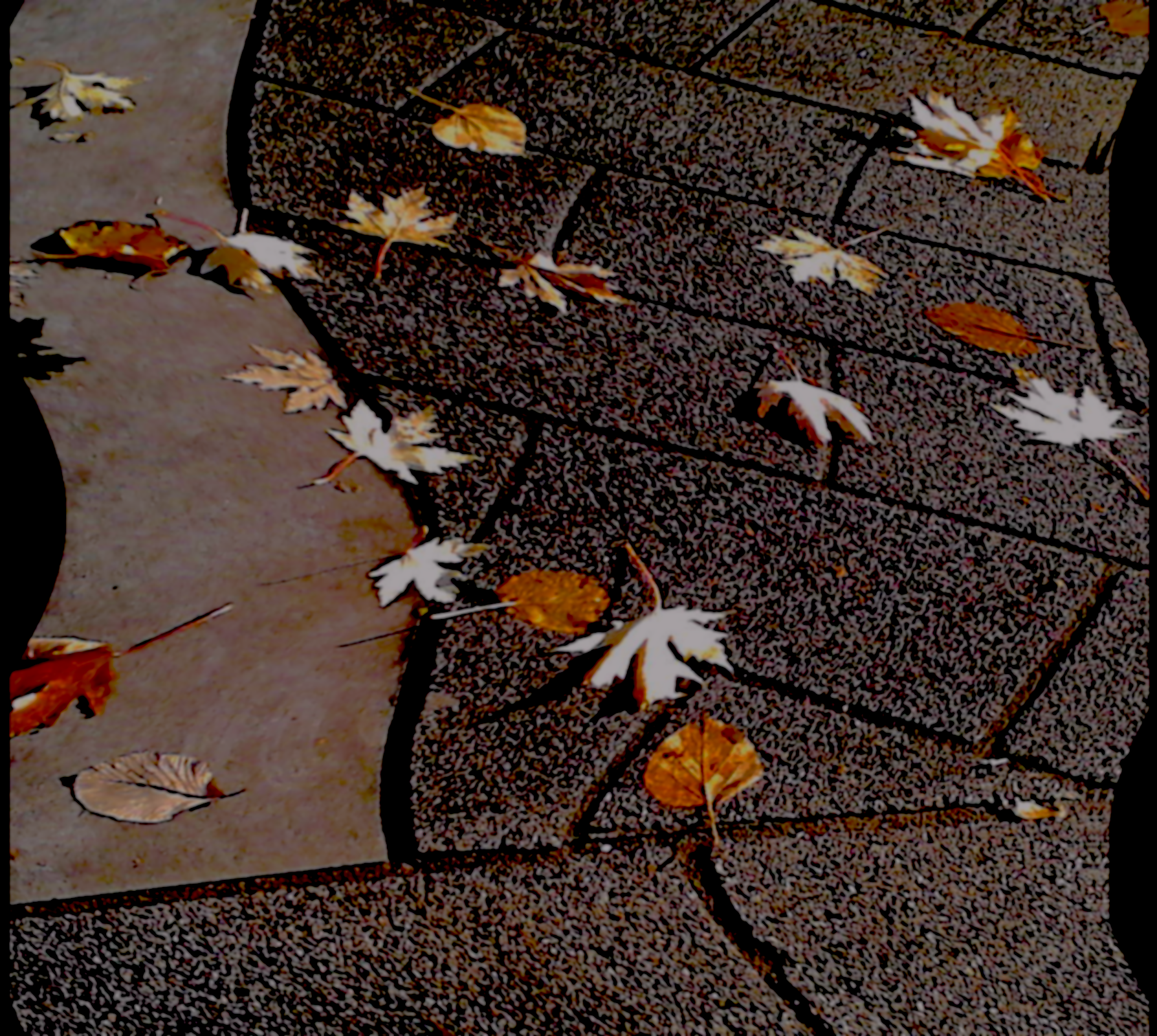 Leaves